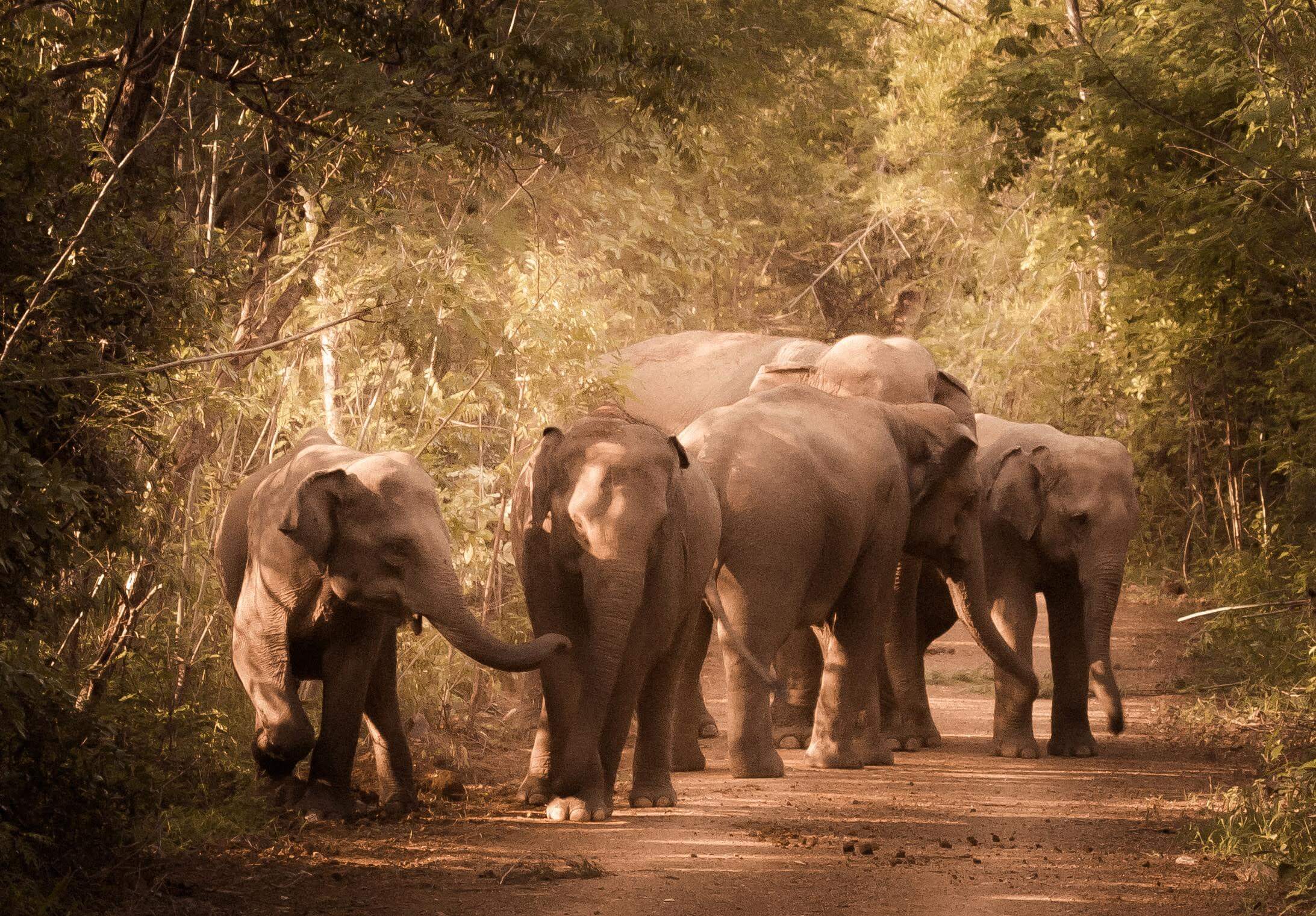 How #WorldElephantDay Uses Keyhole To Help Find Investors